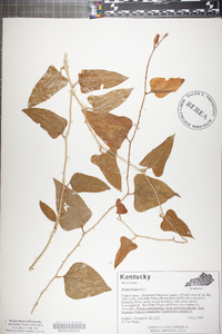 Smilax bona-nox image