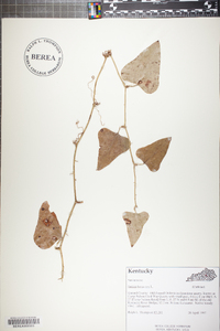 Smilax bona-nox image