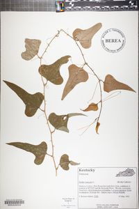 Smilax bona-nox image