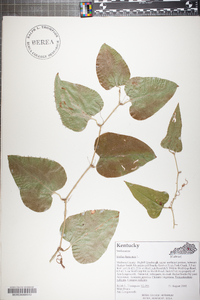 Smilax bona-nox image