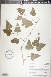 Smilax bona-nox image