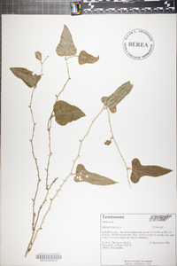 Smilax bona-nox image