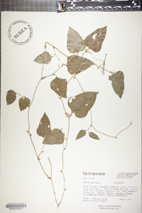 Smilax bona-nox image