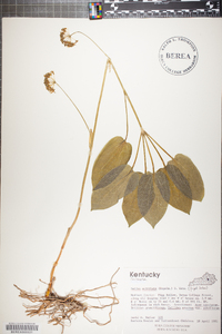 Smilax ecirrhata image