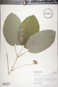 Smilax ecirrhata image