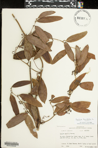 Smilax smallii image