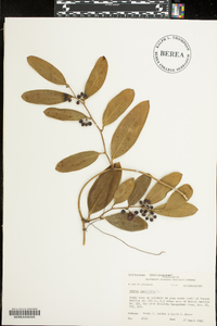 Smilax laurifolia image