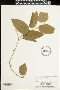 Smilax walteri image