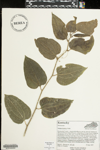 Smilax tamnoides image