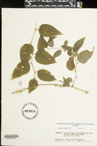 Smilax tamnoides image