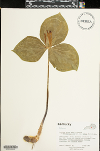 Trillium cernuum image