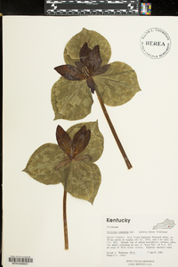 Trillium cernuum image