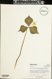 Trillium erectum image