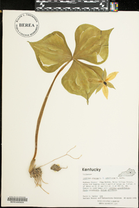 Trillium erectum image