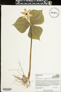 Trillium erectum image