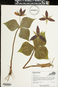 Trillium erectum image