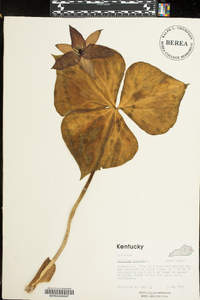 Trillium erectum image