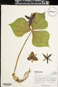 Trillium erectum image