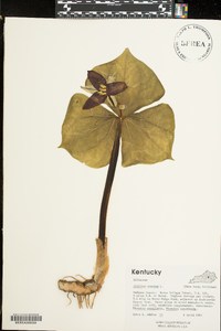 Trillium erectum image