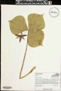 Trillium erectum image