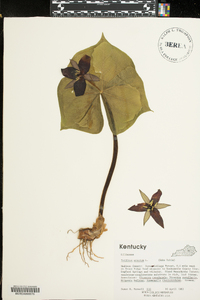 Trillium erectum image