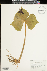 Trillium erectum image