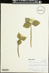 Trillium grandiflorum image