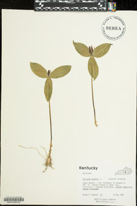 Trillium sessile image