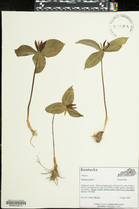 Trillium sessile image