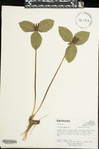 Trillium sessile image