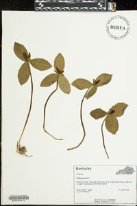 Trillium sessile image