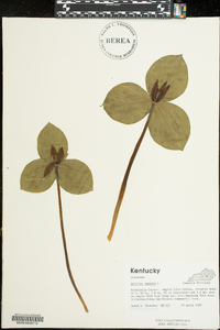 Trillium sessile image