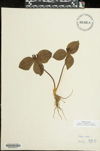 Trillium sessile image