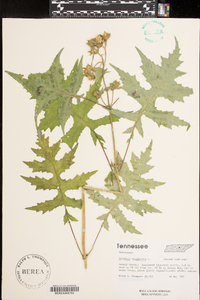 Polymnia canadensis image