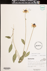 Rudbeckia fulgida var. fulgida image