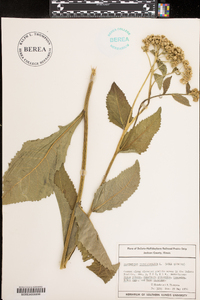 Parthenium integrifolium image