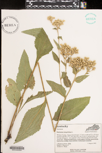 Parthenium integrifolium image