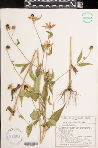 Rudbeckia triloba image