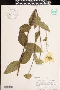 Silphium asteriscus var. scabrum image