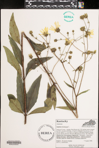 Silphium asteriscus image