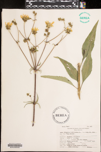 Silphium asteriscus image