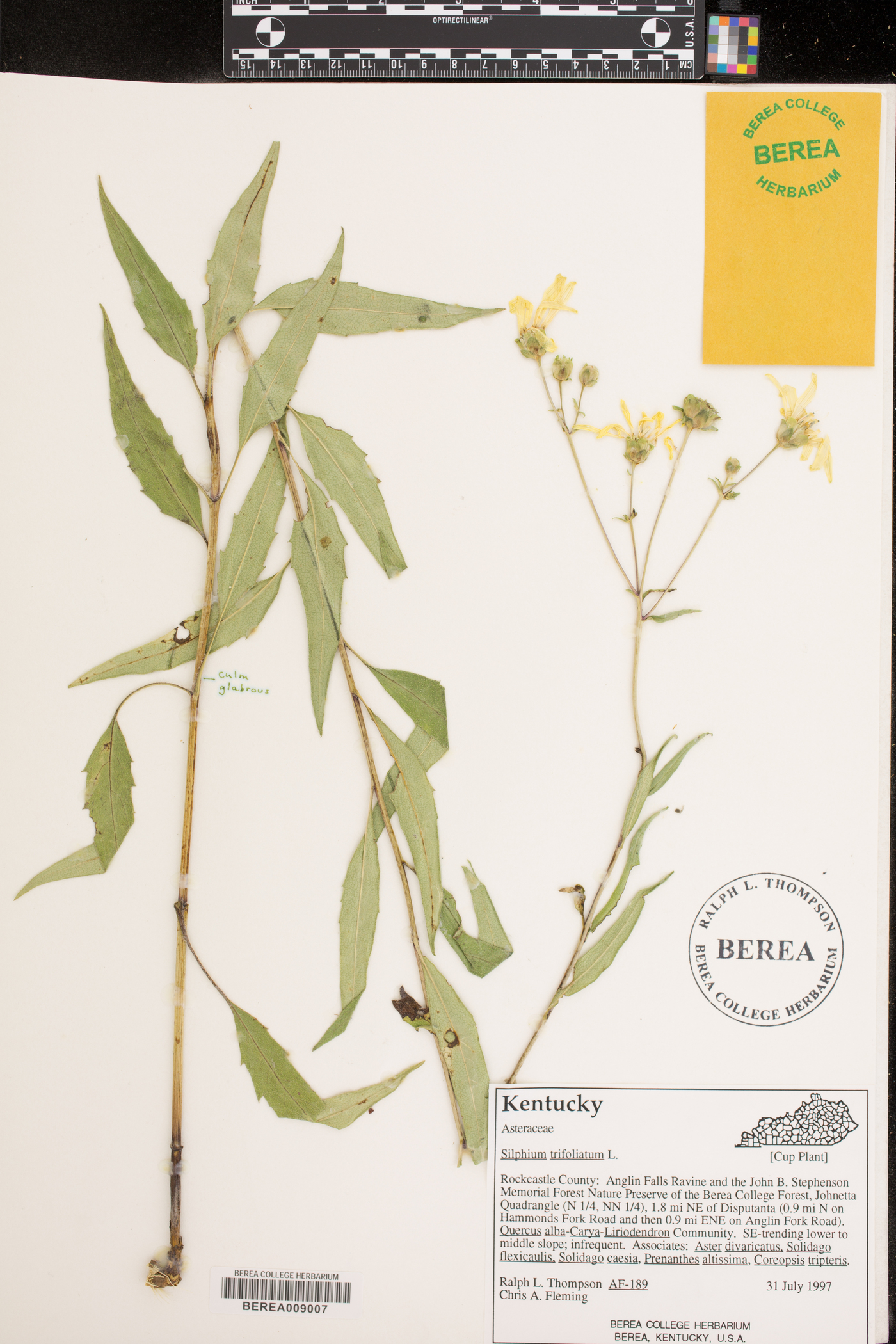 Silphium asteriscus image