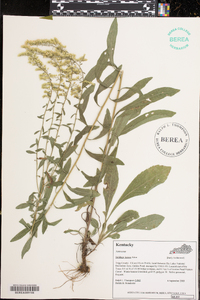 Solidago hispida image