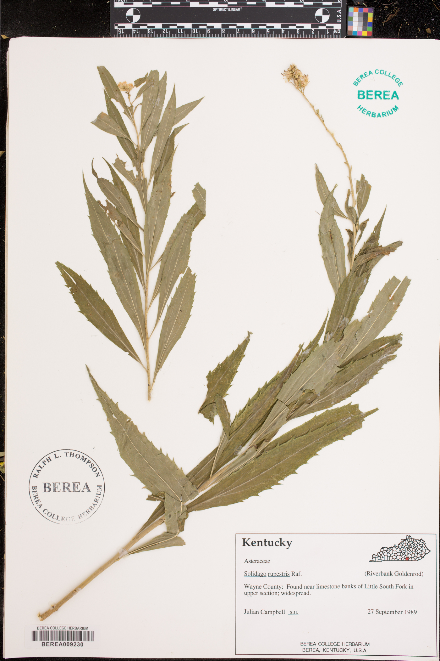 Solidago rupestris image