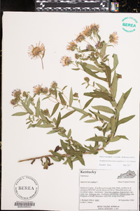 Symphyotrichum novae-angliae image