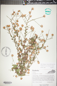 Symphyotrichum patens image