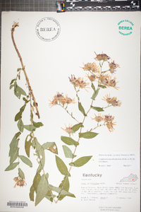 Symphyotrichum phlogifolium image