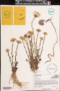 Tussilago farfara image