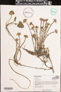 Tussilago farfara image