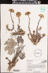 Tussilago farfara image